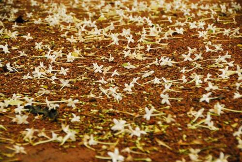 51527065668 80f1bd1444 c