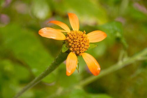 51527540219 1b42895e33 c